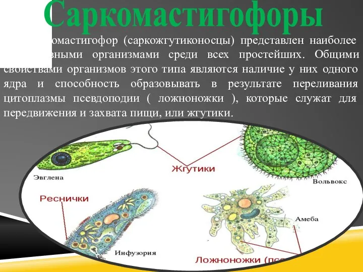 Саркомастигофоры Тип саркомастигофор (саркожгутиконосцы) представлен наиболее примитивными организмами среди всех простейших. Общими