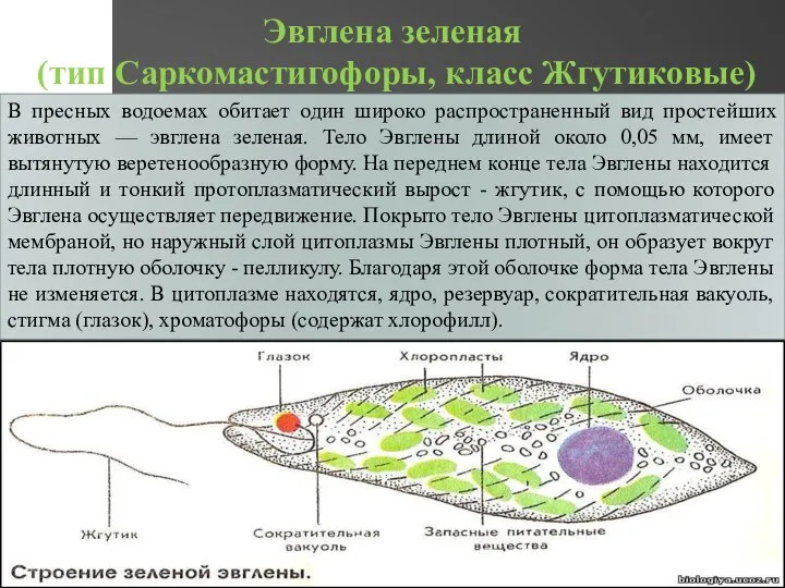 Эвглена зеленая (тип Саркомастигофоры, класс Жгутиковые) В пресных водоемах обитает один широко