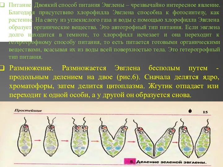 Питание. Двоякий способ питания Эвглены – чрезвычайно интересное явление. Благодаря присутствию хлорофилла