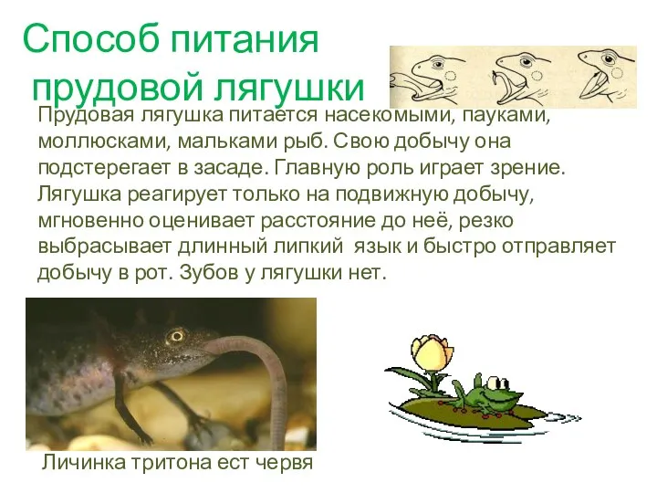 Способ питания прудовой лягушки Прудовая лягушка питается насекомыми, пауками, моллюсками, мальками рыб.
