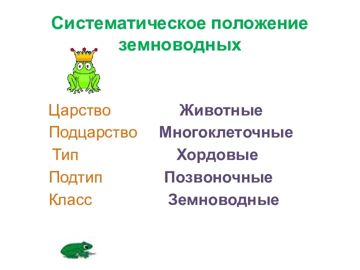 Систематическое положение земноводных Царство Животные Подцарство Многоклеточные Тип Хордовые Подтип Позвоночные Класс Земноводные