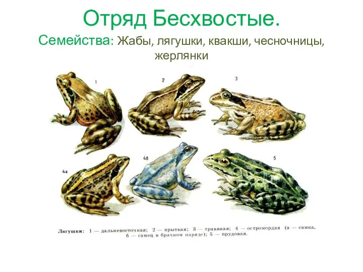 Отряд Бесхвостые. Семейства: Жабы, лягушки, квакши, чесночницы, жерлянки