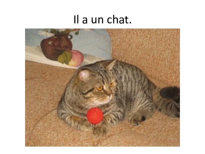 Il a un chat.