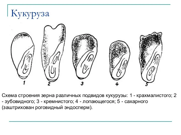 Кукуруза Схема строения зерна различных подвидов кукурузы: 1 - крахмалистого; 2 -