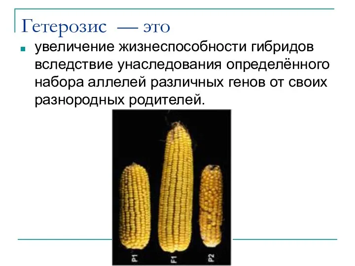 Гетерозис — это увеличение жизнеспособности гибридов вследствие унаследования определённого набора аллелей различных