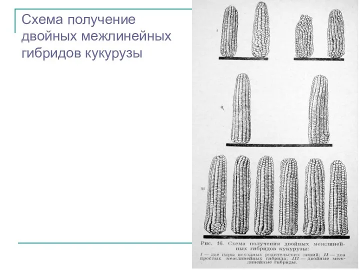 Схема получение двойных межлинейных гибридов кукурузы