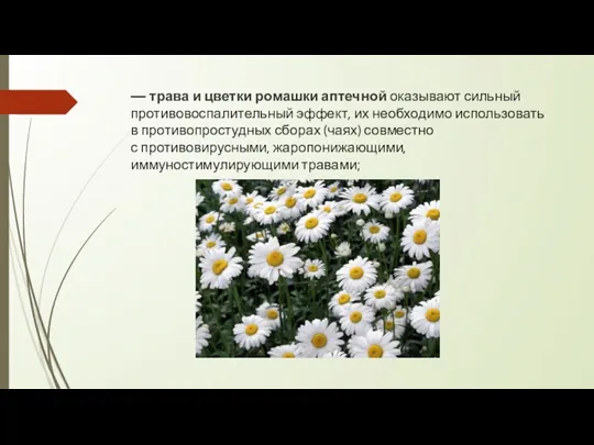 — трава и цветки ромашки аптечной оказывают сильный противовоспалительный эффект, их необходимо