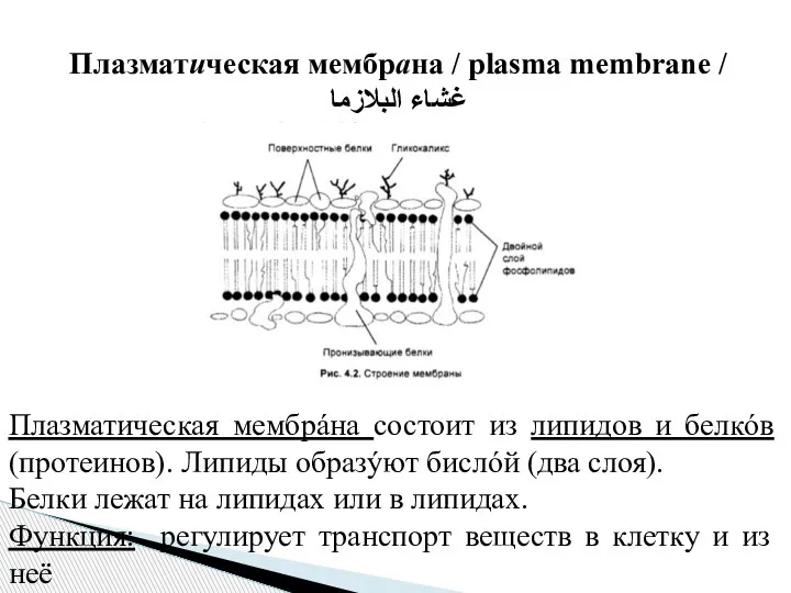 Плазматическая мембрана / plasma membrane / غشاء البلازما Плазматическая мембрáна состоит из