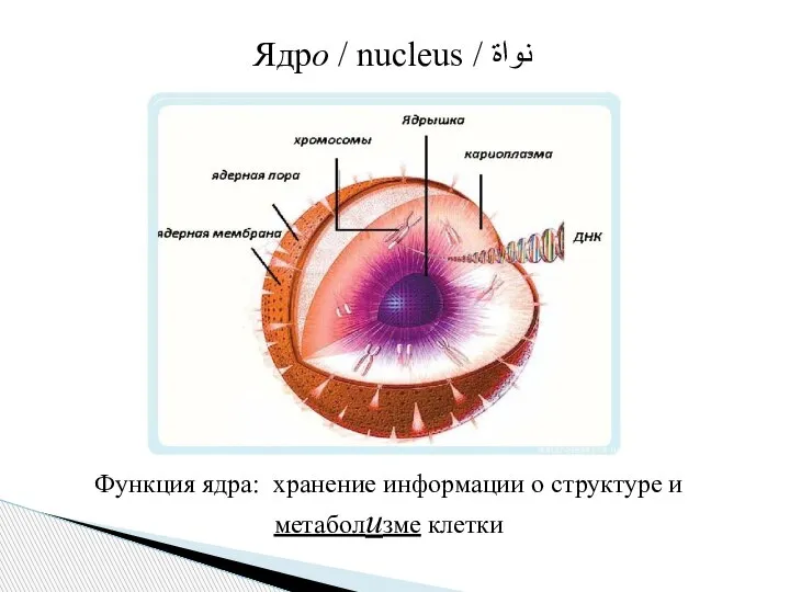 Ядро / nucleus / نواة Функция ядра: хранение информации о структуре и метаболизме клетки