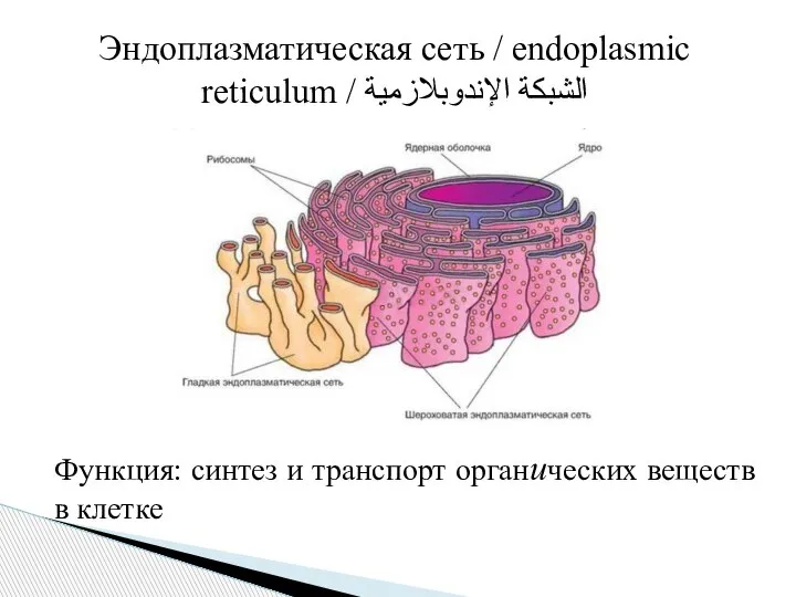 Эндоплазматическая сеть / endoplasmic reticulum / الشبكة الإندوبلازمية Функция: синтез и транспорт органических веществ в клетке