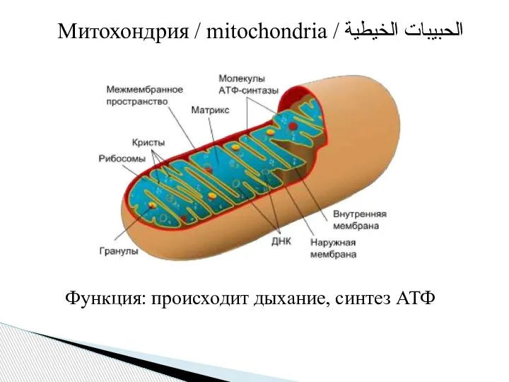 Митохондрия / mitochondria / الحبيبات الخيطية Функция: происходит дыхание, синтез АТФ