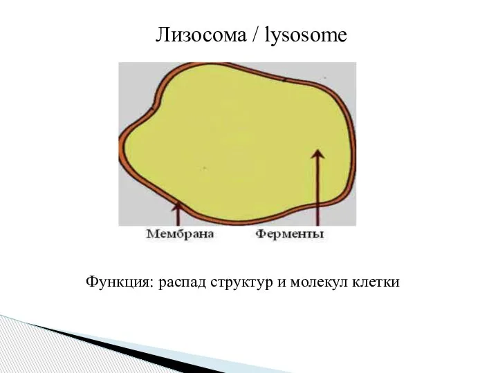 Лизосома / lysosome Функция: распад структур и молекул клетки