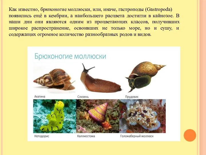 Как известно, брюхоногие моллюски, или, иначе, гастроподы (Gastropoda) появились ещё в кембрии,