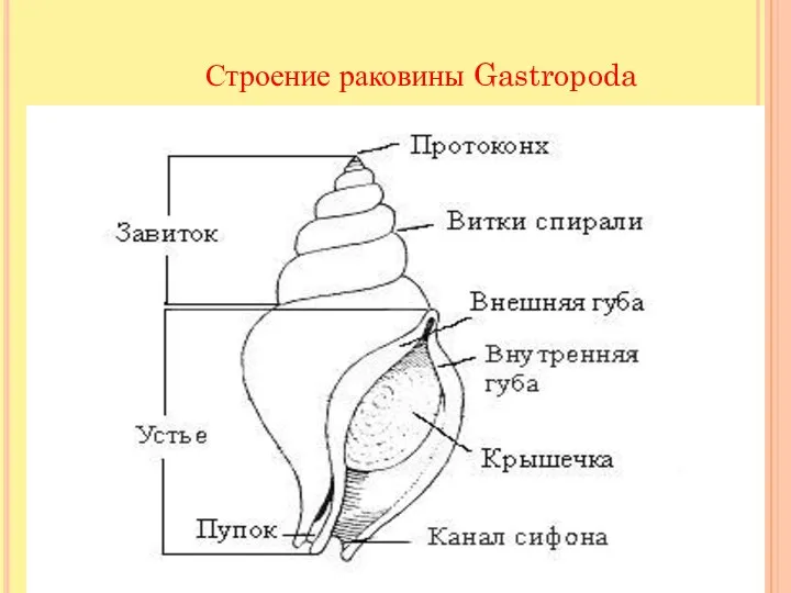Строение раковины Gastropoda