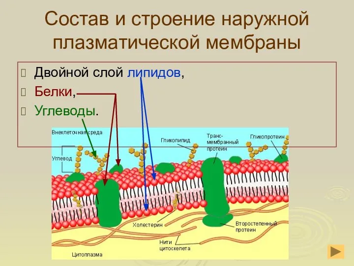 Состав и строение наружной плазматической мембраны Двойной слой липидов, Белки, Углеводы.