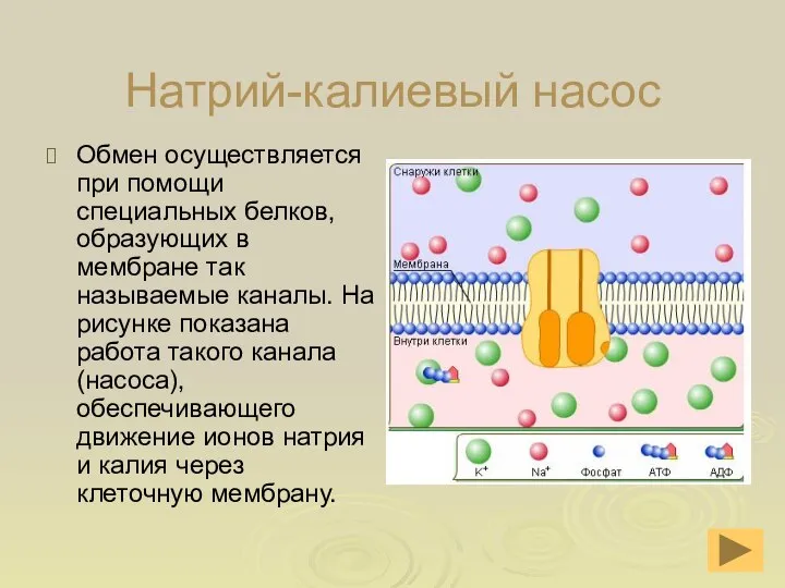 Натрий-калиевый насос Обмен осуществляется при помощи специальных белков, образующих в мембране так