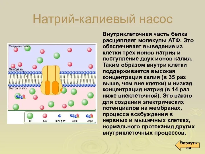 Натрий-калиевый насос Внутриклеточная часть белка расщепляет молекулы АТФ. Это обеспечивает выведение из