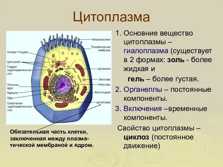 Цитоплазма 1. Основние вещество цитоплазмы – гиалоплазма (существует в 2 формах: золь