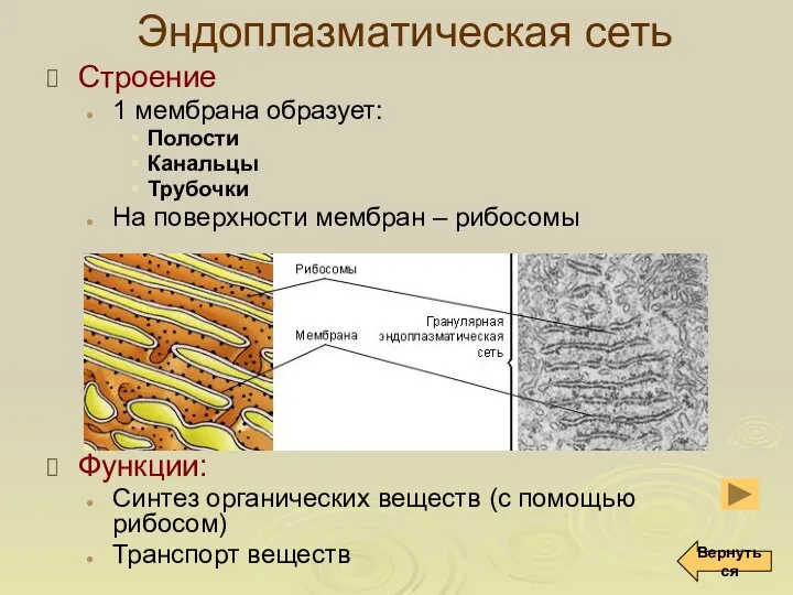 Эндоплазматическая сеть Строение 1 мембрана образует: Полости Канальцы Трубочки На поверхности мембран