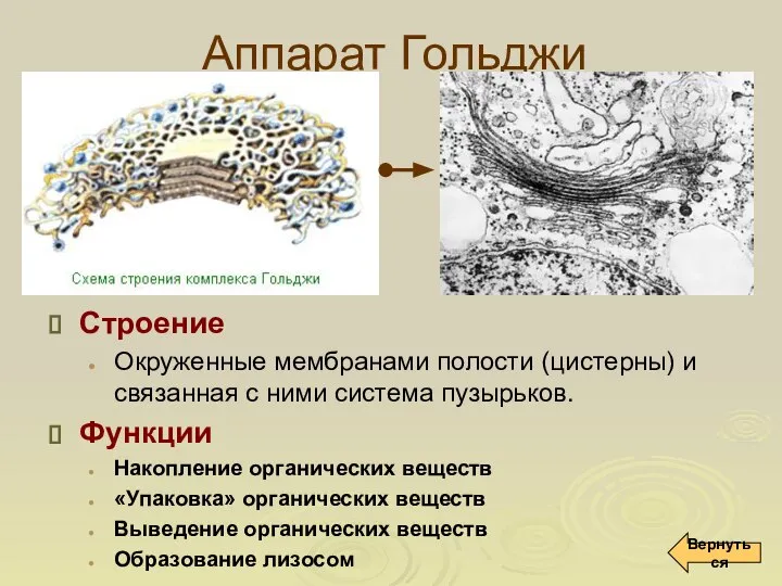 Аппарат Гольджи Строение Окруженные мембранами полости (цистерны) и связанная с ними система