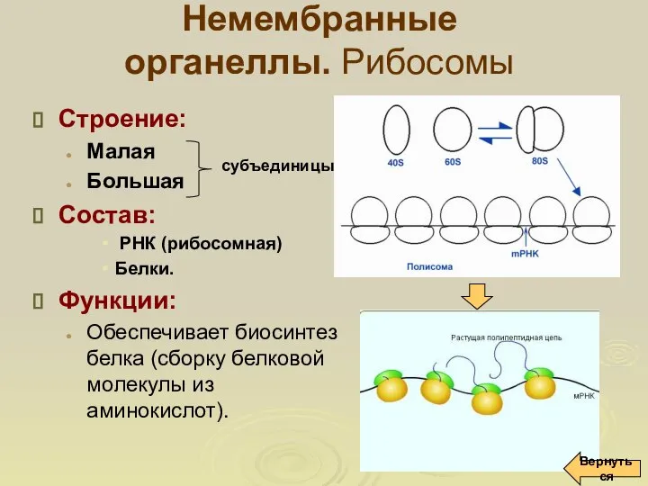 Немембранные органеллы. Рибосомы Строение: Малая Большая Состав: РНК (рибосомная) Белки. Функции: Обеспечивает