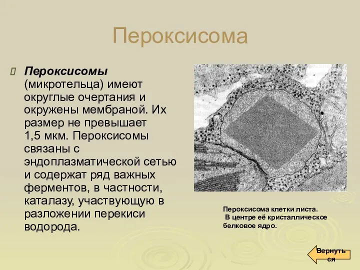 Пероксисома Пероксисомы (микротельца) имеют округлые очертания и окружены мембраной. Их размер не