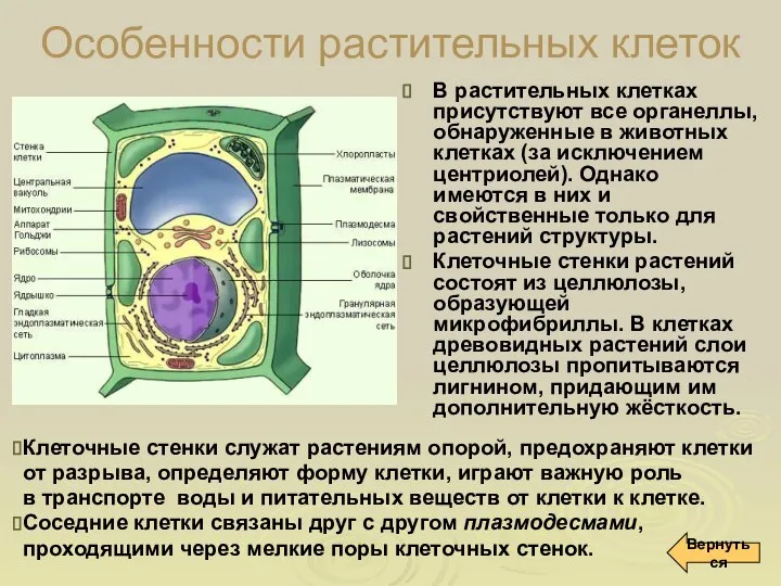 Особенности растительных клеток В растительных клетках присутствуют все органеллы, обнаруженные в животных