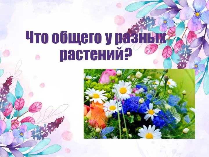 Что общего у разных растений?