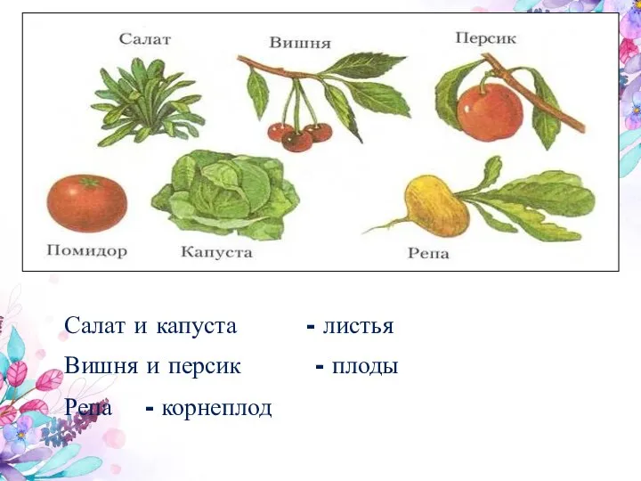 Салат и капуста - листья Вишня и персик - плоды Репа - корнеплод