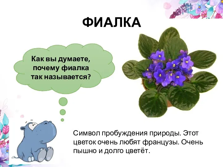 Как вы думаете, почему фиалка так называется? ФИАЛКА Символ пробуждения природы. Этот