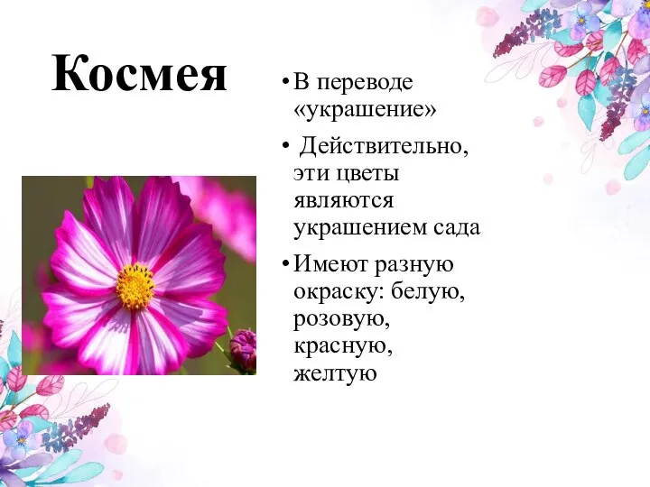 Космея В переводе «украшение» Действительно, эти цветы являются украшением сада Имеют разную