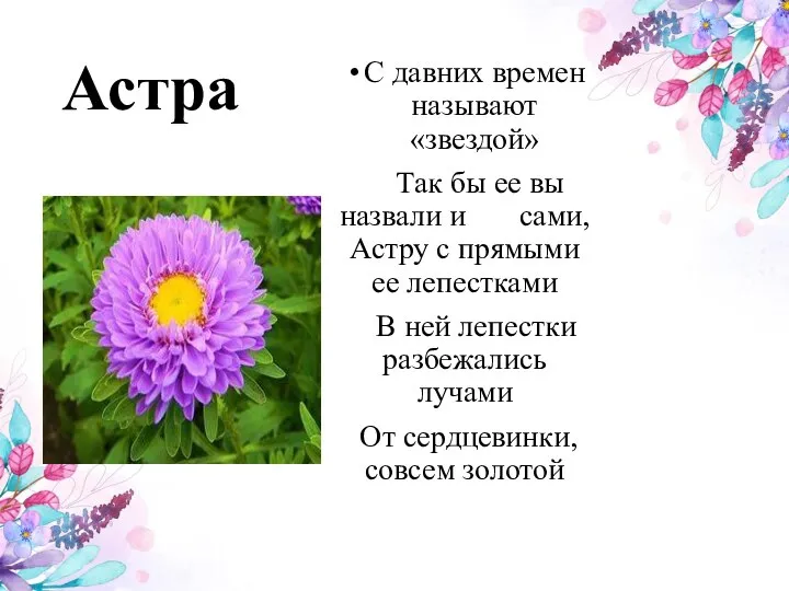 Астра С давних времен называют «звездой» Так бы ее вы назвали и