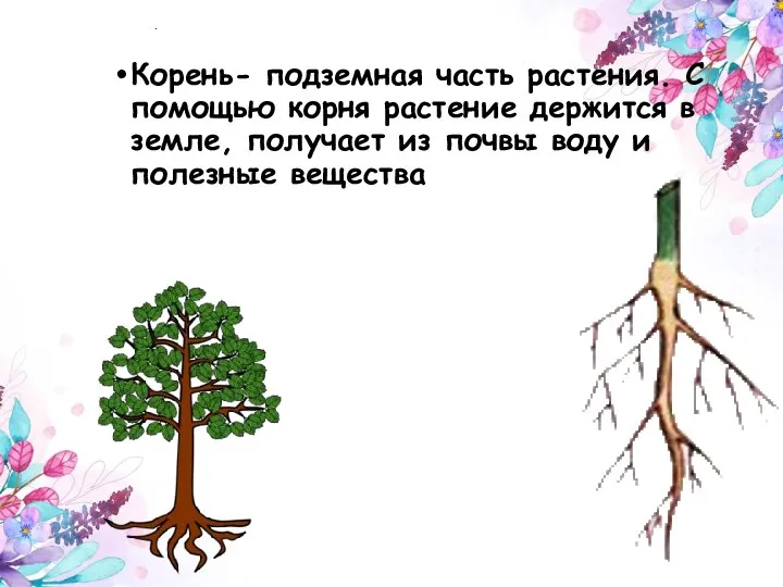 . Корень- подземная часть растения. С помощью корня растение держится в земле,