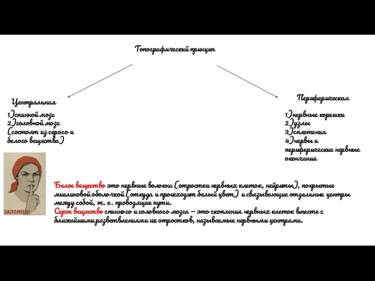 Топографический принцип Периферическая Центральная 1)спинной мозг 2)головной мозг (состоят из серого и