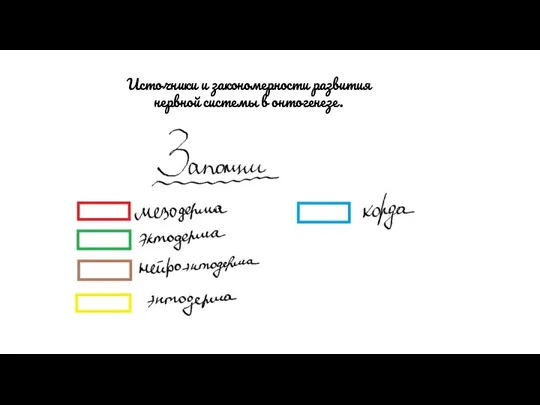 Источники и закономерности развития нервной системы в онтогенезе.