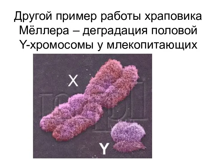 Другой пример работы храповика Мёллера – деградация половой Y-хромосомы у млекопитающих