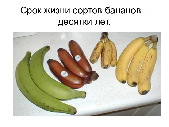 Срок жизни сортов бананов – десятки лет.