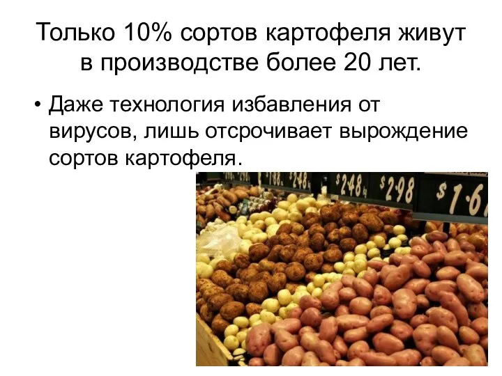 Только 10% сортов картофеля живут в производстве более 20 лет. Даже технология
