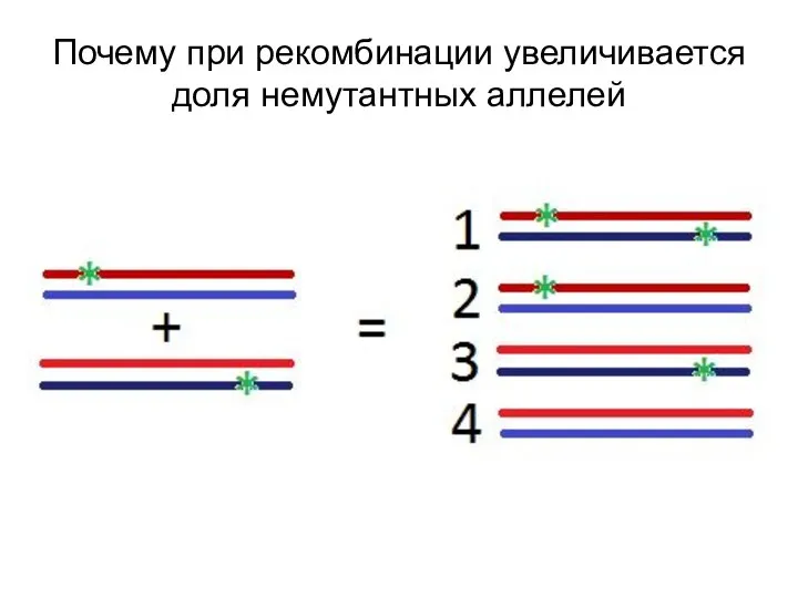 Почему при рекомбинации увеличивается доля немутантных аллелей