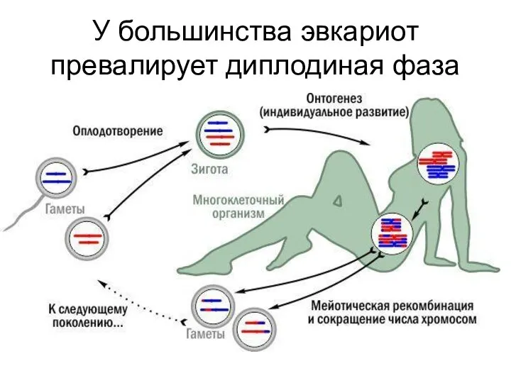 У большинства эвкариот превалирует диплодиная фаза