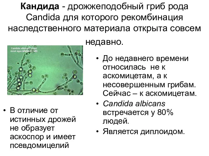 Кандида - дрожжеподобный гриб рода Candida для которого рекомбинация наследственного материала открыта