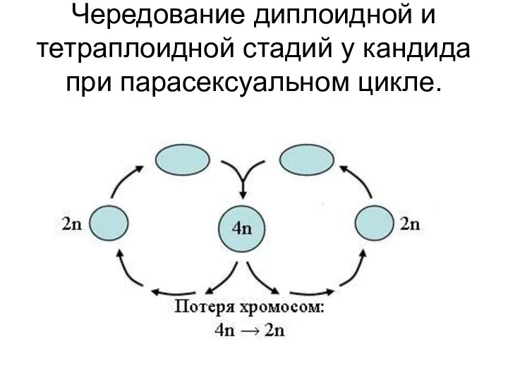 Чередование диплоидной и тетраплоидной стадий у кандида при парасексуальном цикле.