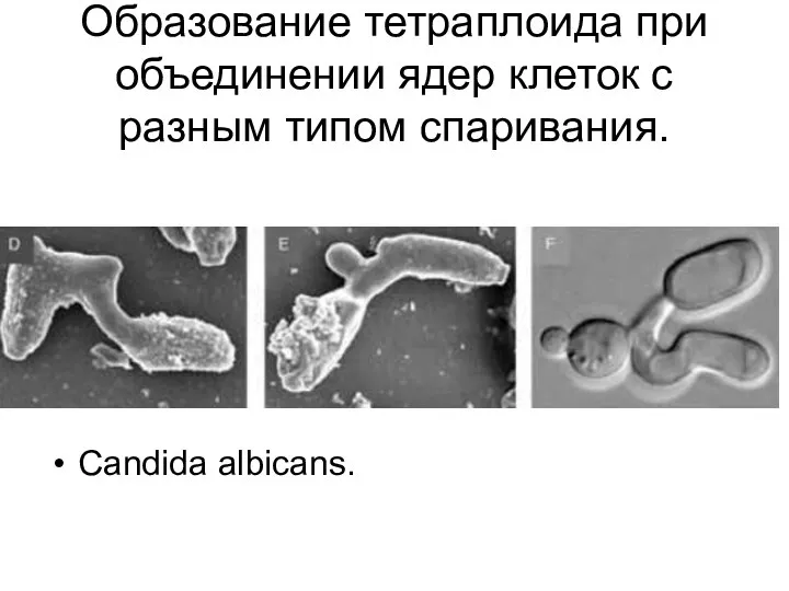 Образование тетраплоида при объединении ядер клеток с разным типом спаривания. Candida albicans.