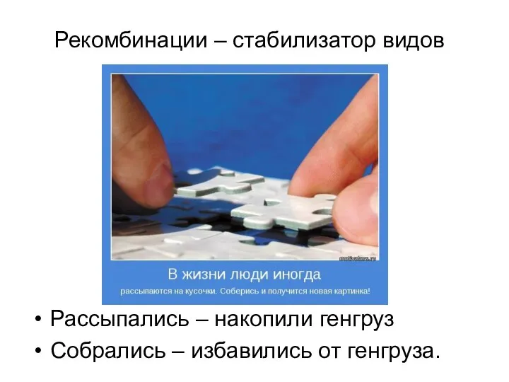 Рекомбинации – стабилизатор видов Рассыпались – накопили генгруз Собрались – избавились от генгруза.