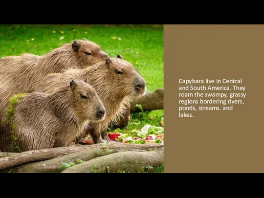 Capybara live in Central and South America. They roam the swampy, grassy