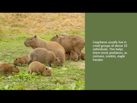 Capybaras usually live in small groups of about 10 individuals. This helps