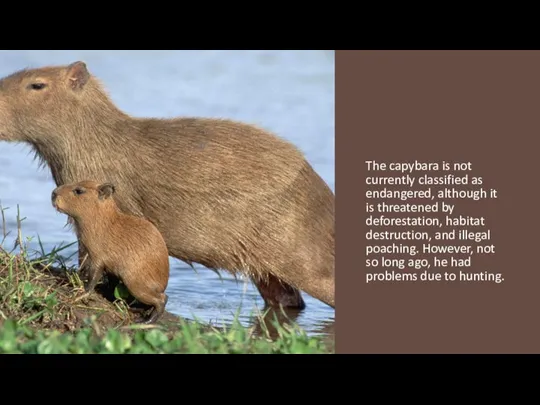 The capybara is not currently classified as endangered, although it is threatened
