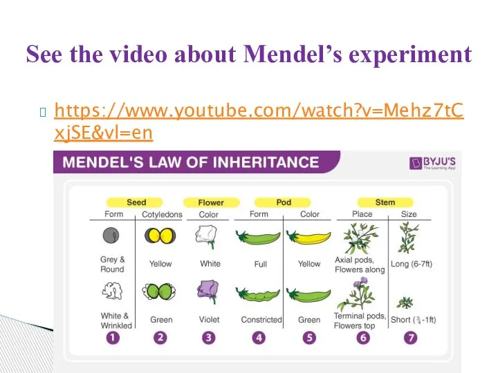 See the video about Mendel’s experiment https://www.youtube.com/watch?v=Mehz7tCxjSE&vl=en