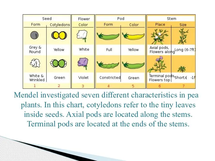 Mendel investigated seven different characteristics in pea plants. In this chart, cotyledons