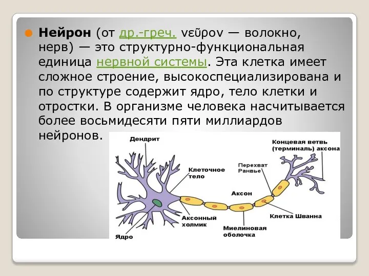 Нейрон (от др.-греч. νεῦρον — волокно, нерв) — это структурно-функциональная единица нервной